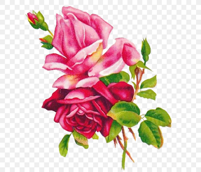Beach Rose Flower 玫瑰圖鑑 Best Roses Garden Roses, PNG, 611x699px, Beach Rose, Art, Artificial Flower, Best Roses, Color Download Free