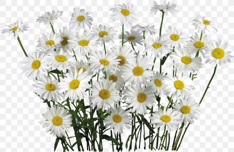 Chamomile Flower Clip Art, PNG, 3700x2412px, Chamomile, Aster, Chamaemelum Nobile, Chrysanths, Common Daisy Download Free