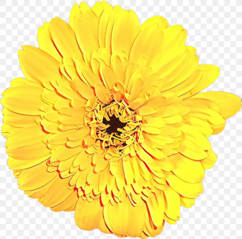 Flower Yellow Gerbera Petal English Marigold, PNG, 1600x1583px, Cartoon, Barberton Daisy, Cut Flowers, English Marigold, Flower Download Free