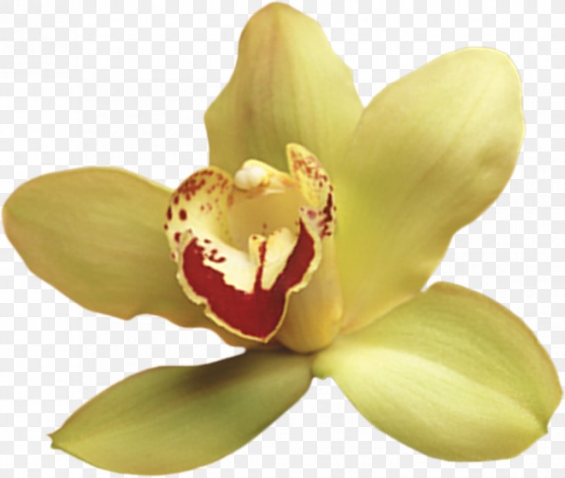 Moth Orchids Petal, PNG, 916x776px, Moth Orchids, Flower, Moth Orchid, Orchids, Petal Download Free