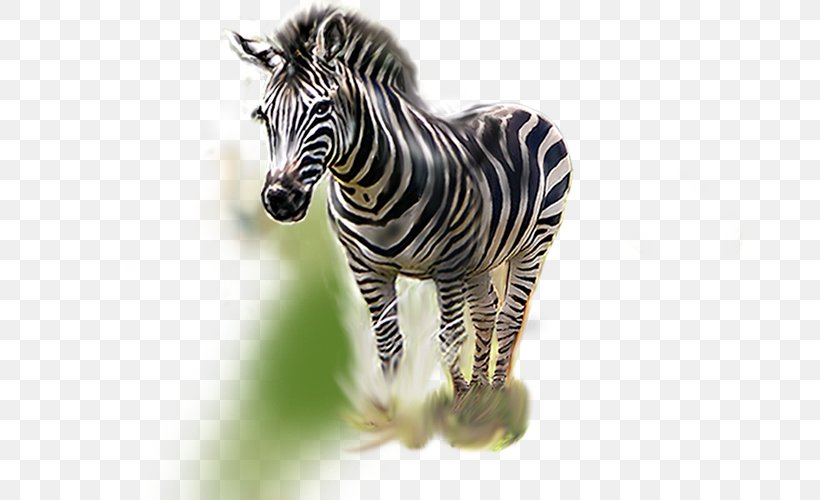 Quagga Zebra Animal, PNG, 800x500px, Quagga, Animal, Art, Fauna, Freestyle Swimming Download Free