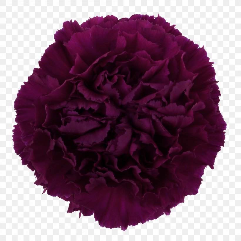 Rose Carnation Cut Flowers Flower Bouquet, PNG, 2112x2112px, Rose, Birth Flower, Carnation, Cut Flowers, Dianthus Download Free