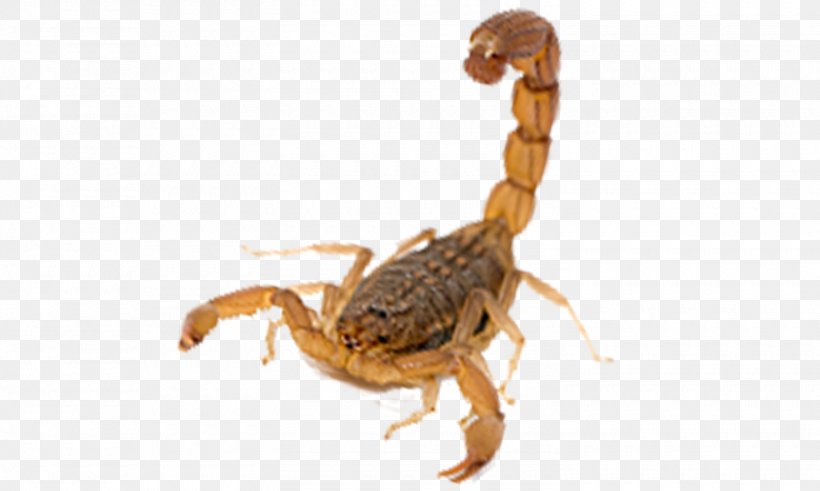 Scorpion Arachnid Insect Terrestrial Animal Pest, PNG, 1500x900px, Scorpion, Arachnid, Insect, Parasite, Pest Download Free