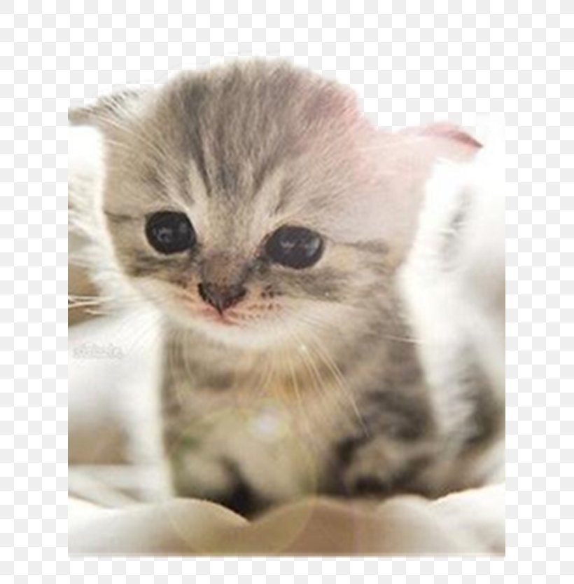 Scottish Fold Munchkin Cat Abyssinian Kitten Puppy, PNG, 625x833px, Scottish Fold, Abyssinian, Aegean Cat, American Shorthair, American Wirehair Download Free