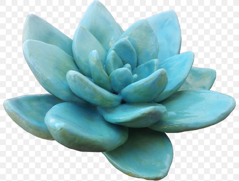 Succulent Plant Light Transparency And Translucency Cactaceae, PNG, 800x624px, Succulent Plant, Aqua, Cactaceae, Ceramic, Clay Download Free