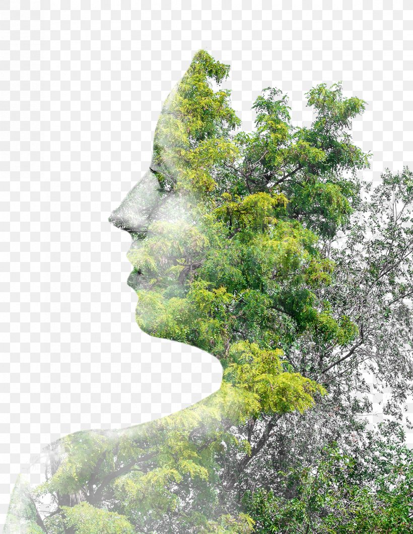 Tree Multiple Exposure Photography, PNG, 1185x1532px, Tree, Biome, Branch, Chart, Creativity Download Free