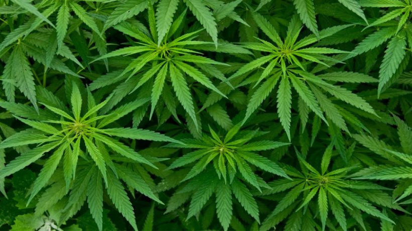Bhang Cannabis Tree Marijuana Plant, PNG, 4083x2292px, Bhang, Ayurveda, Cannabis, Cannabis In India, Cannabis Sativa Download Free