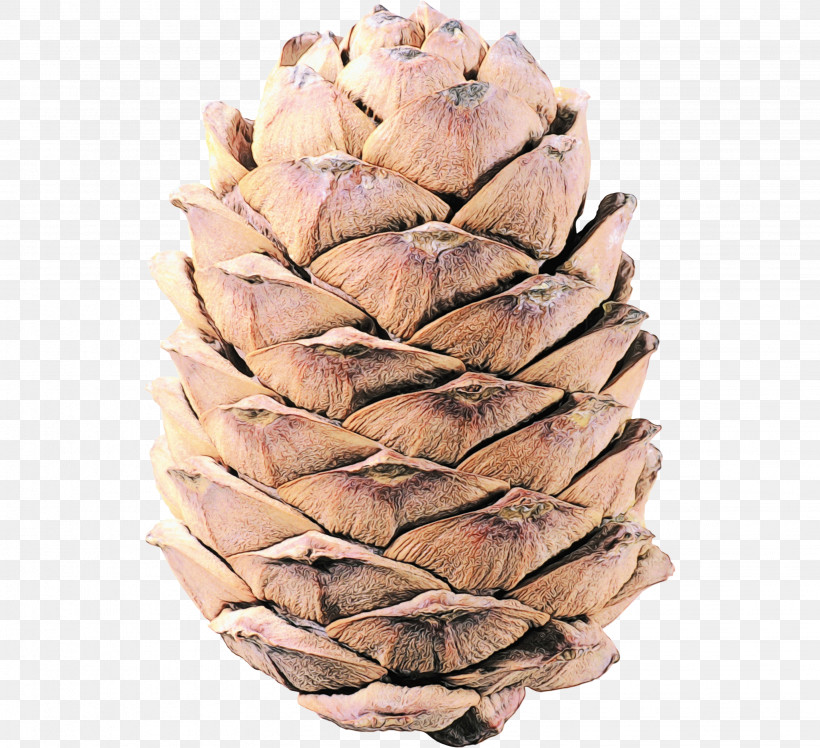 Conifer Cone Tree Conifers, PNG, 2862x2612px, Watercolor, Conifer Cone, Conifers, Paint, Tree Download Free