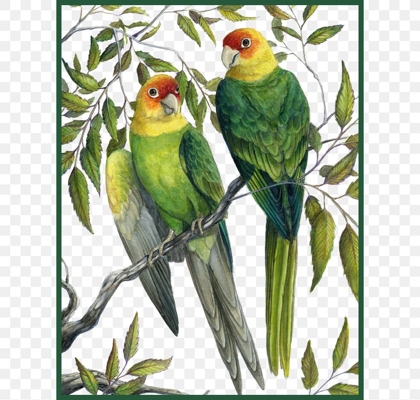 Eastern United States Carolina Parakeet Parrot The Birds Of America, PNG, 600x781px, Eastern United States, Art, Beak, Bird, Birds Of America Download Free
