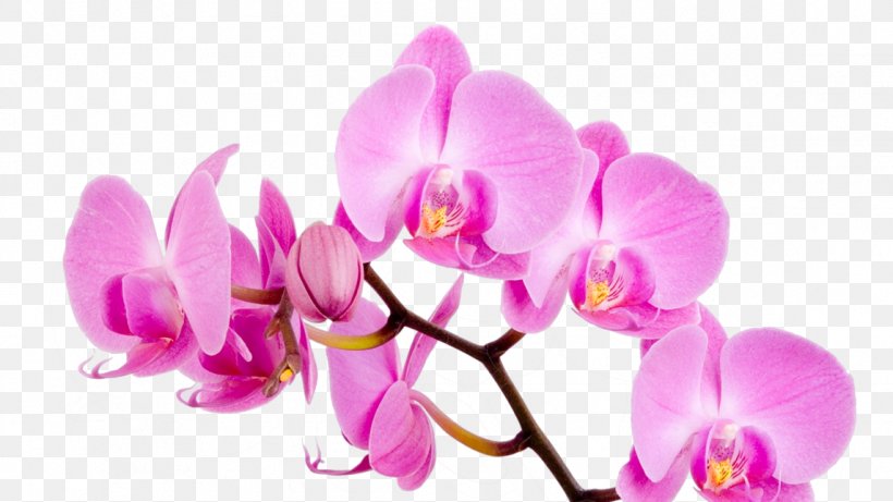 Fototapeta Orchids Style Masters & Co. Wall Wallpaper, PNG, 1145x644px, Fototapeta, Adhesive, Blossom, Ceiling, Dubuque Download Free