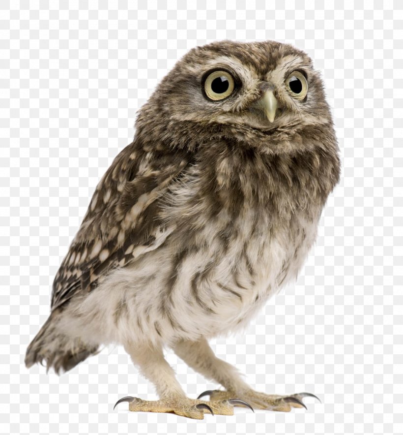 Little Owl Snowy Owl Eurasian Eagle-owl Tawny Owl, PNG, 1100x1187px, Little Owl, Athene, Barn Owl, Beak, Bird Download Free