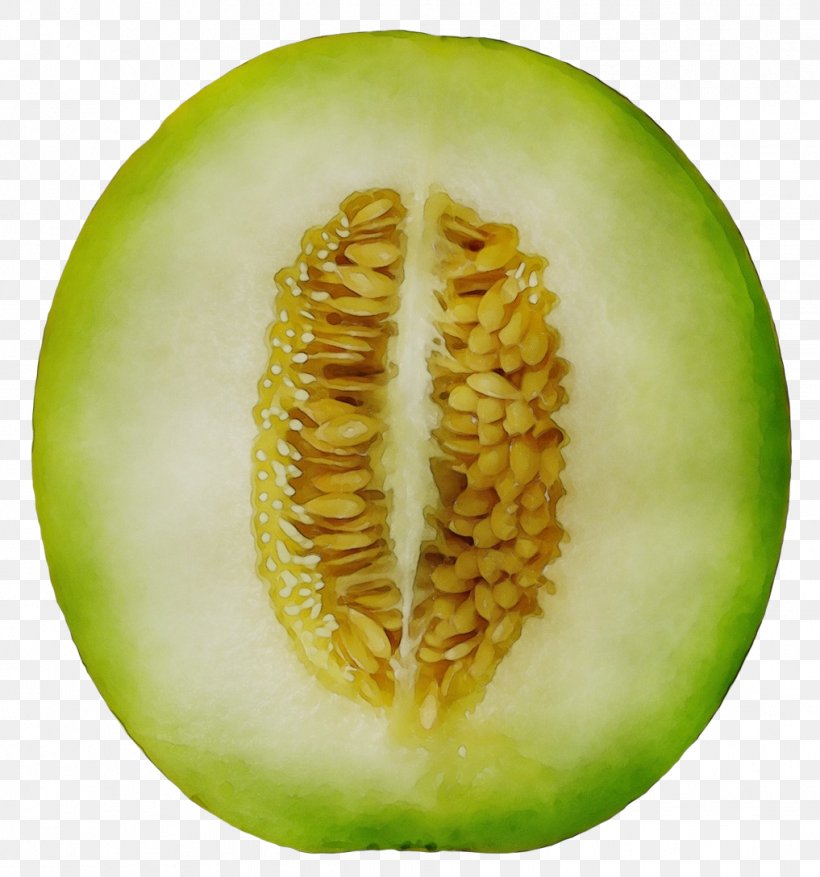Vegetable Cartoon, PNG, 1017x1088px, Wax Gourd, Cantaloupe, Cucumber, Cucumis, Cucurbits Download Free