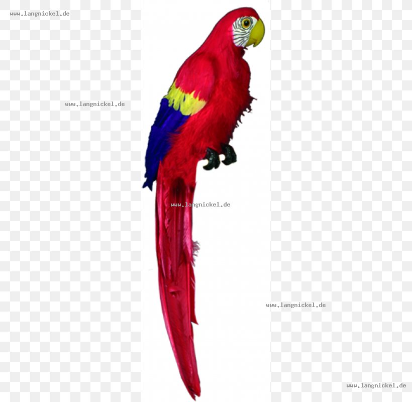 Macaw Loriini Parrot Parakeet Beak, PNG, 800x800px, Macaw, Beak, Bird, Common Pet Parakeet, Feather Download Free