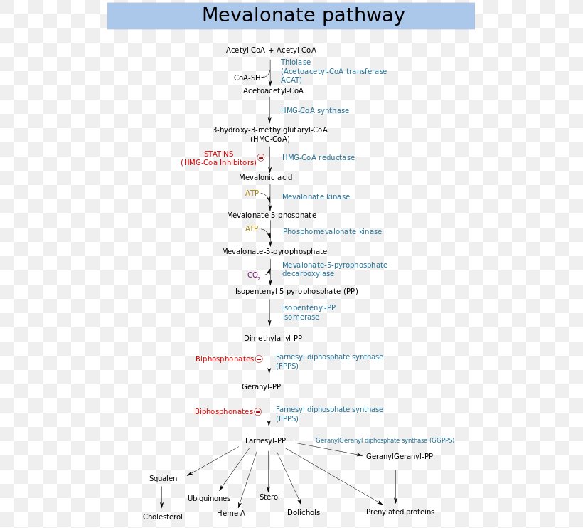 Mevalonate Pathway Mevalonic Acid Metabolic Pathway HMG-CoA Reductase Dimethylallyl Pyrophosphate, PNG, 525x742px, Mevalonate Pathway, Area, Biochemistry, Biosynthesis, Diagram Download Free