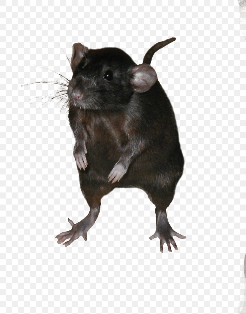 Mouse Gerbil Ricefield Rat Black Rat Rodent, PNG, 820x1044px, Mouse, Black Rat, Fauna, Gerbil, Mammal Download Free
