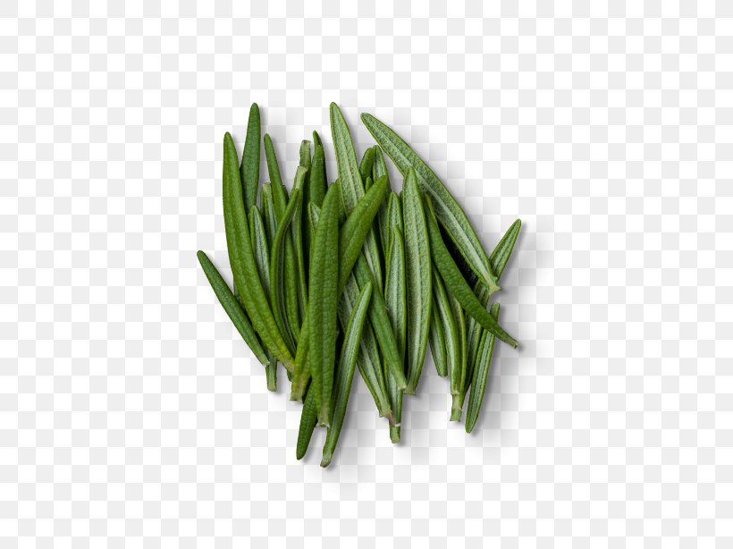 Rosemary Herb Green Bean Extract, PNG, 614x614px, Rosemary, Basil, Bean, Extract, Grass Download Free