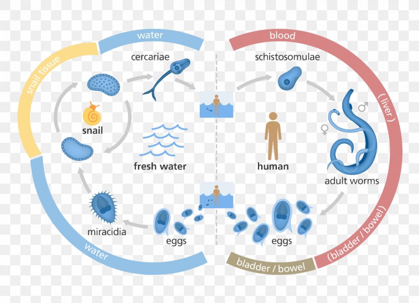 Schistosoma Mansoni Schistosoma Japonicum Schistosoma Haematobium Schistosomiasis Biological Life Cycle, PNG, 1200x870px, Schistosoma Mansoni, Area, Biological Life Cycle, Bloodflukes, Communication Download Free