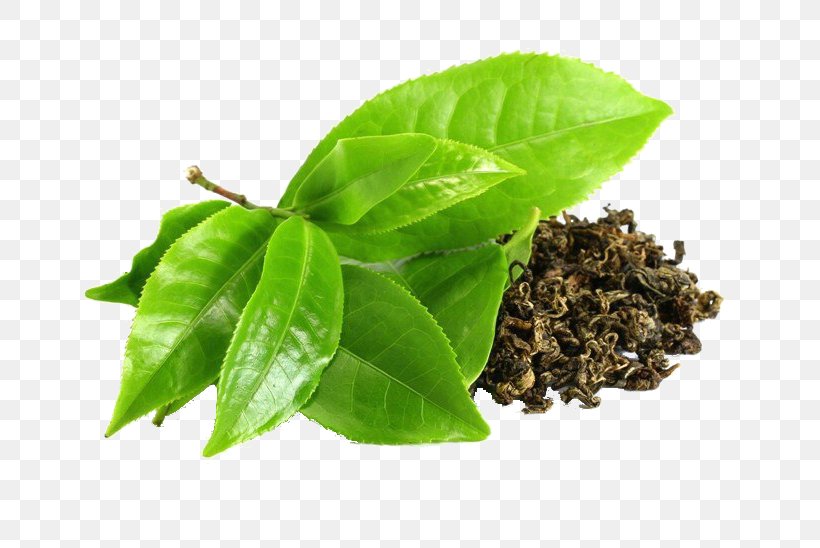 Green Tea Camellia Sinensis Epigallocatechin Gallate, PNG, 760x548px, Green Tea, Antioxidant, Basil, Caffeine, Camellia Sinensis Download Free