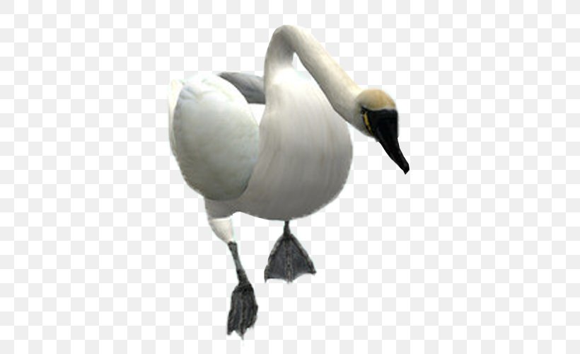 Mute Swan Bird Goose, PNG, 500x500px, 3d Computer Graphics, Mute Swan, Beak, Bird, Cygnini Download Free