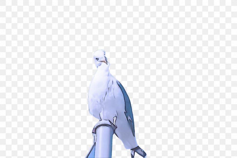 Bird Beak Parrot Cockatoo Blue Jay, PNG, 2000x1332px, Bird, Animation, Beak, Blue Jay, Cockatiel Download Free