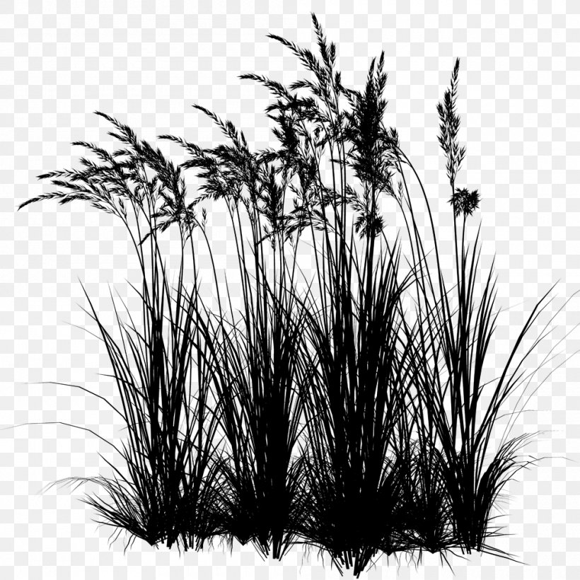Centerblog Sweet Grass Image Prairie, PNG, 1000x1001px, Centerblog, Blackandwhite, Blog, Botany, Chrysopogon Download Free
