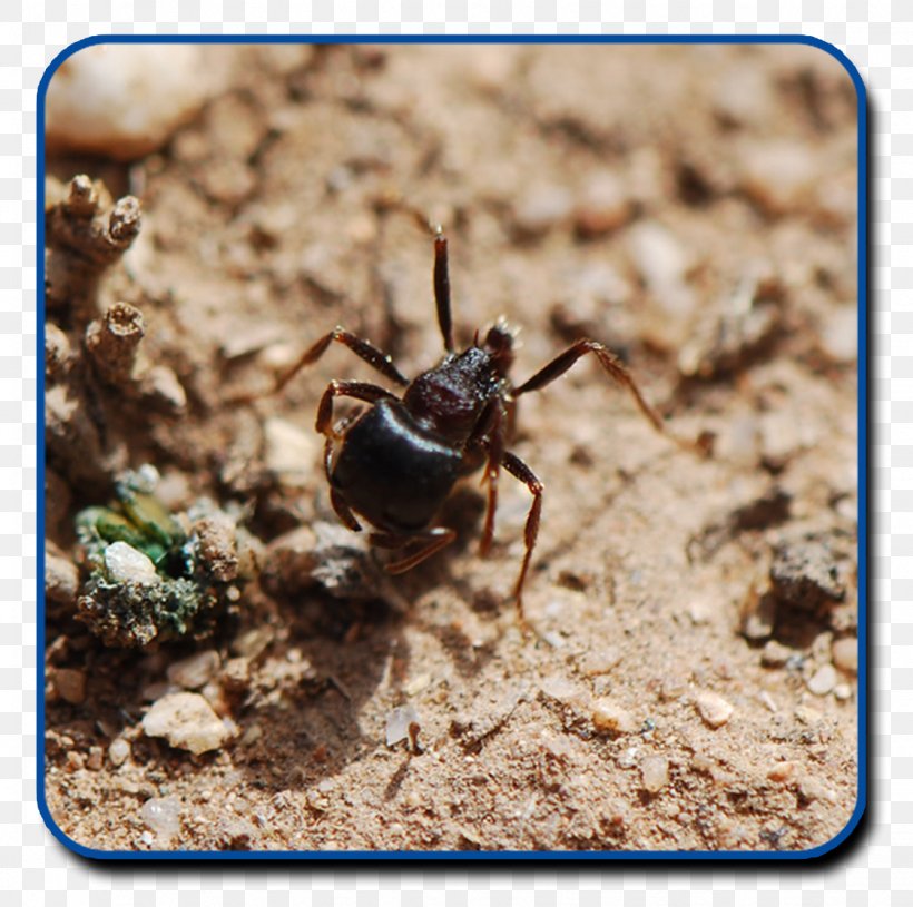 The Ants Essential Pest Control Scorpion, PNG, 1122x1116px, Ant, Ants, Arthropod, Beetle, Emperor Scorpion Download Free