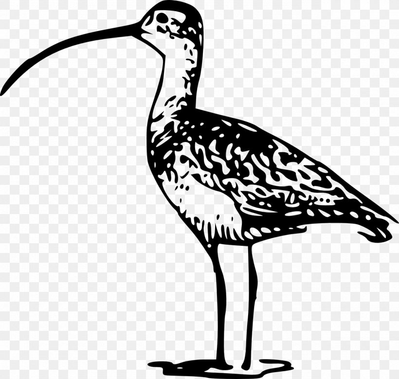 Bird Long-billed Curlew Clip Art, PNG, 1280x1217px, Bird, Artwork, Beak, Black And White, Bristlethighed Curlew Download Free