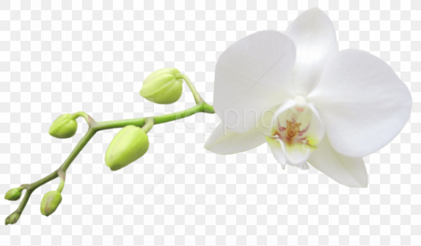 Flower White Plant Petal Moth Orchid, PNG, 850x499px, Flower, Blossom, Branch, Bud, Cut Flowers Download Free
