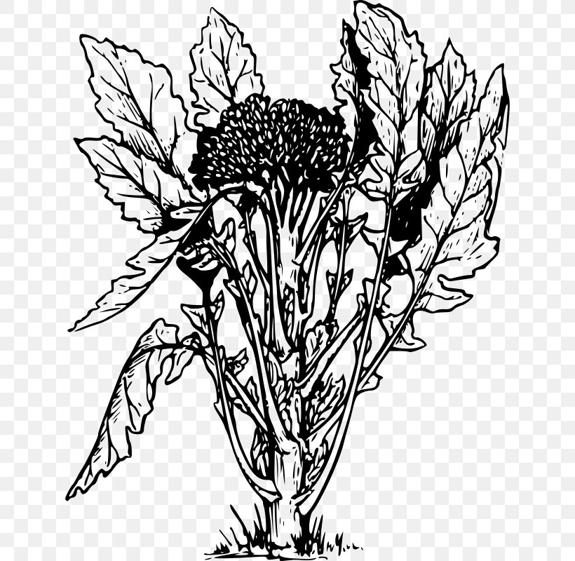 Broccoli Slaw Coleslaw Vegetable Clip Art, PNG, 634x800px, Broccoli Slaw, Art, Artwork, Black And White, Branch Download Free
