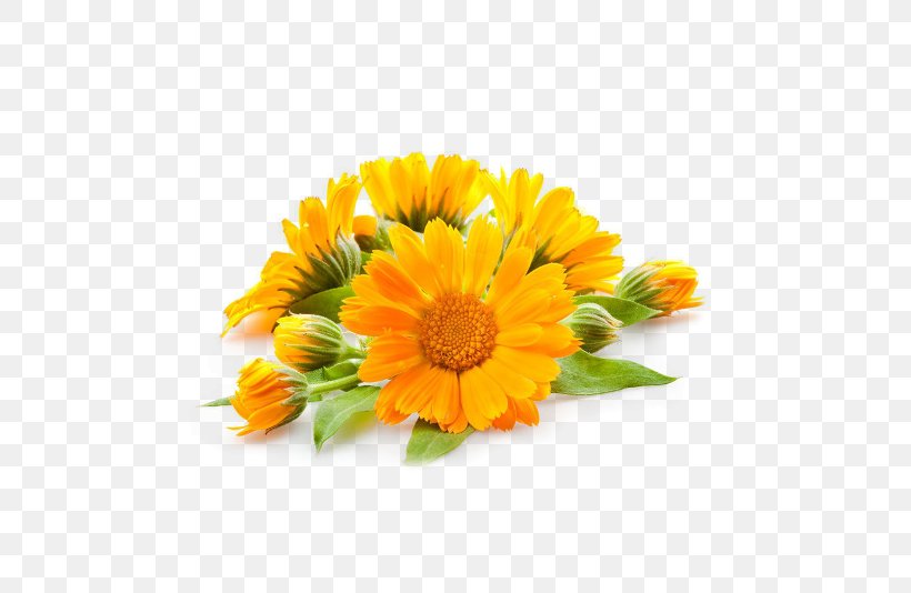 Calendula Officinalis Oil Tincture Plant Skin Care, PNG, 534x534px, Calendula Officinalis, Annual Plant, Calendula, Chamomile, Cut Flowers Download Free