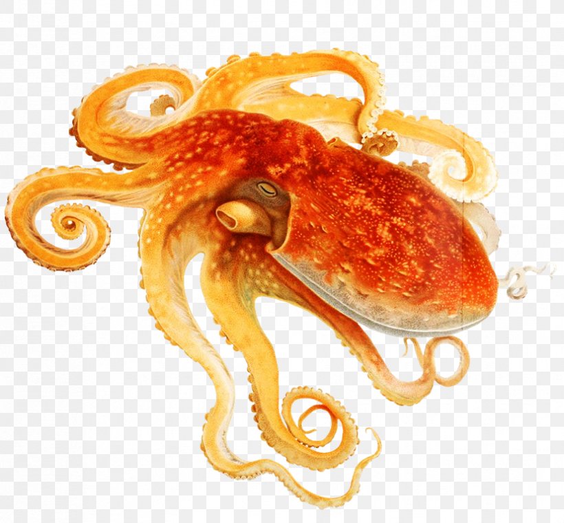 Common Octopus Cephalopod Squid Eledone Moschata, PNG, 827x767px, Octopus, Animal, Cephalopod, Common Octopus, Curled Octopus Download Free