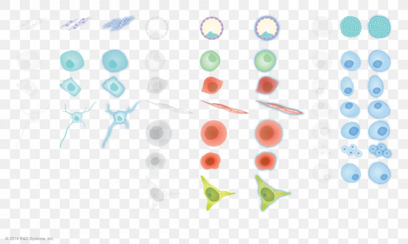 Embryonic Stem Cell Induced Pluripotent Stem Cell Cellular Differentiation Pluripotency, PNG, 1000x600px, Embryonic Stem Cell, Cancer Cell, Cell, Cellular Differentiation, Diagram Download Free