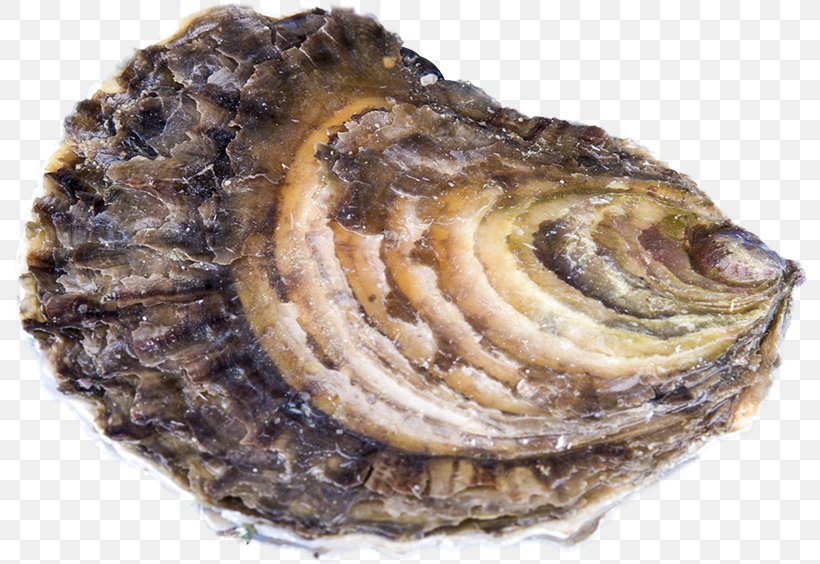 Oyster Farming Clam Mussel Ostrea Edulis, PNG, 800x564px, Oyster, Abalone, Animal Source Foods, Celebrity, Clam Download Free