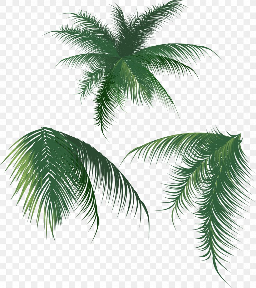 Coconut Leaf Arecaceae, PNG, 1203x1352px, Tree, Arecaceae, Arecales, Brush, Cdr Download Free