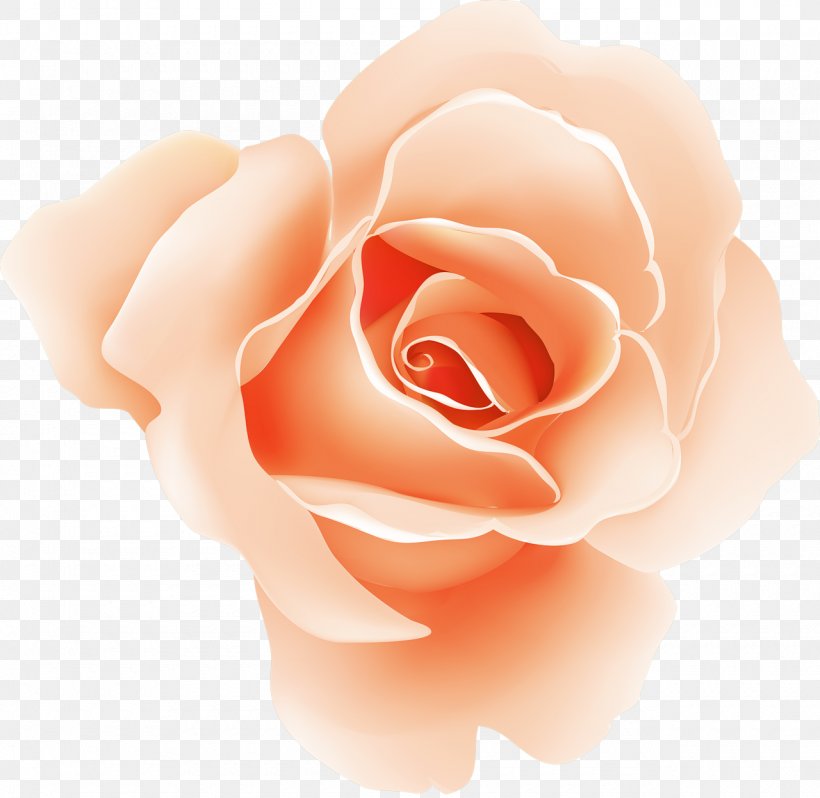 Garden Roses Screenshot, PNG, 1280x1247px, Garden Roses, Android, Beauty, Close Up, Drawing Download Free