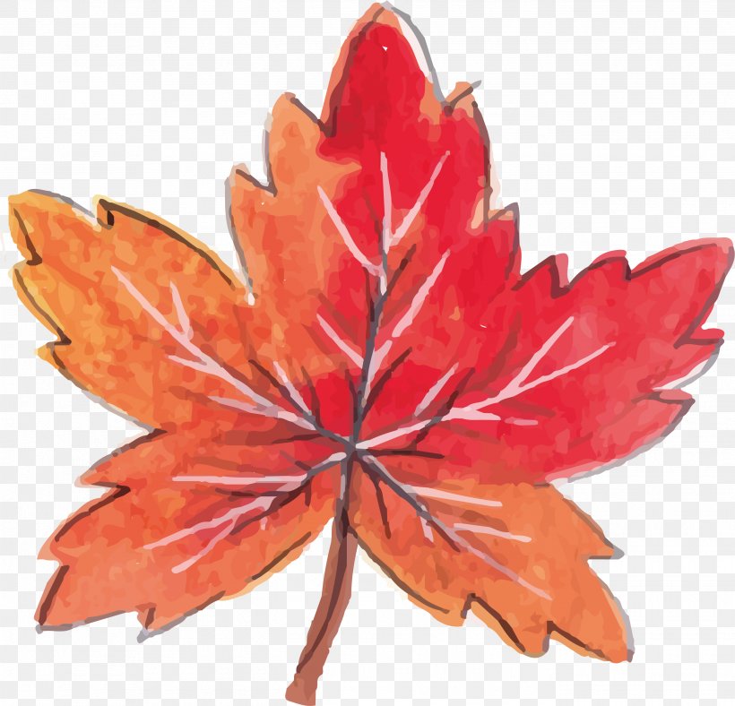 Maple Leaf Red Maple Computer File, PNG, 2695x2593px, Red Maple, Flag Of Canada, Flower, Flowering Plant, Leaf Download Free
