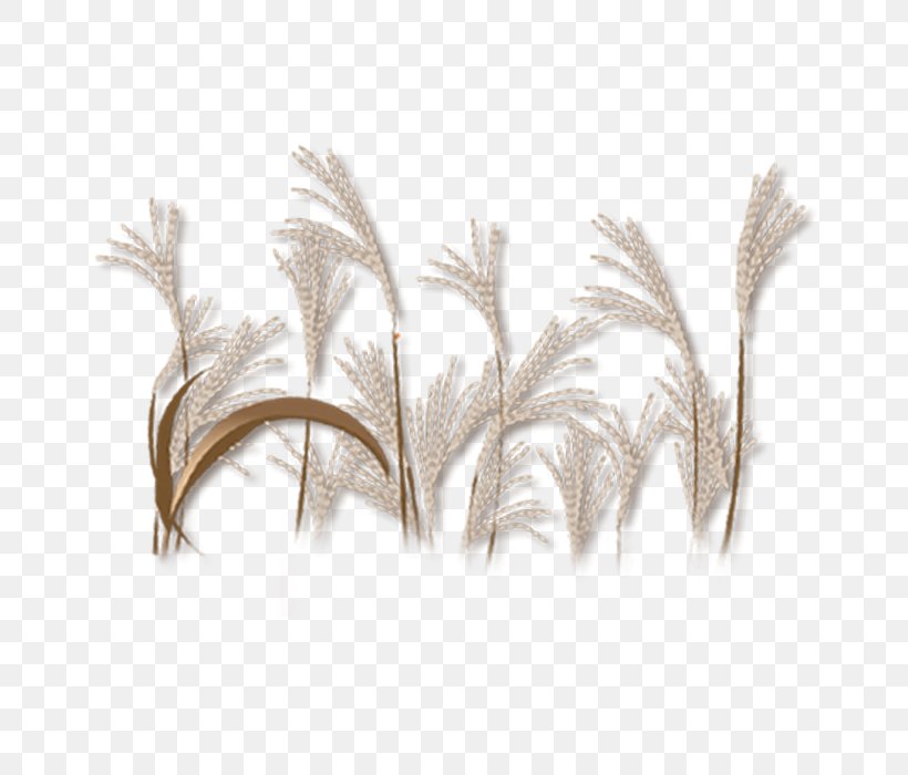 Plant, PNG, 700x700px, Plant, Cao Zhang, Cartoon, Chinoiserie, Common Reed Download Free