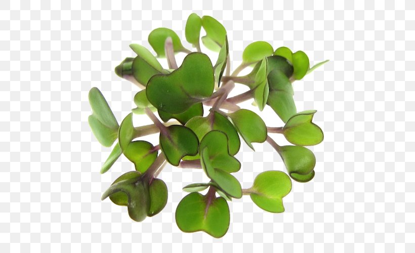 Raw Foodism Microgreen Sprouting Seed Salad, PNG, 500x500px, Raw Foodism, Broccoli, Cotyledon, Food, Garden Cress Download Free