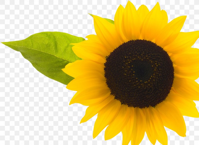 Common Sunflower Desktop Wallpaper Wallpaper, PNG, 1200x877px, Common Sunflower, Daisy Family, Drawing, Flower, Flowering Plant Download Free