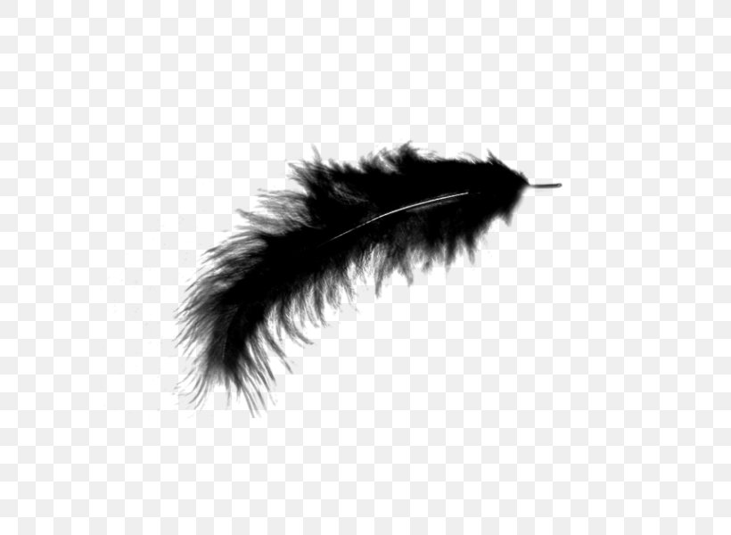 Feather Bird Wallpaper, PNG, 600x600px, Feather, Black, Black And White, Digital Image, Eyelash Download Free