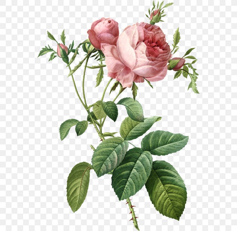 Garden Roses Cabbage Rose Painting Art, PNG, 563x800px, Roses, Art, Botany, Branch, Bud Download Free