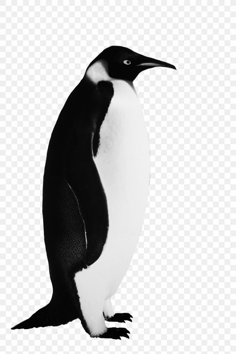 Penguin Clip Art Image Bird, PNG, 945x1417px, Penguin, Beak, Bird, Black And White, Drawing Download Free