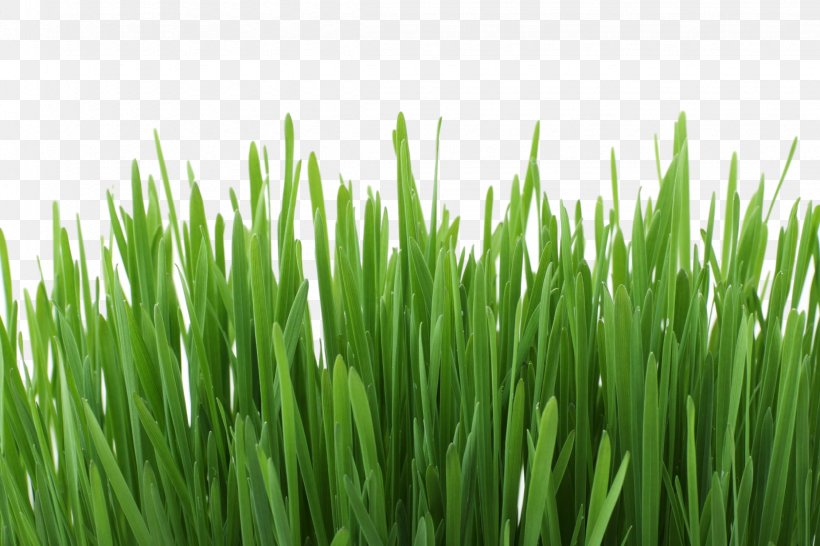 Team Green Lawn Care B.Rose Property Services Gardening Capital City Lawn Care LLC, PNG, 2250x1500px, Lawn, Chives, Chrysopogon Zizanioides, Flowering Plant, Fodder Download Free