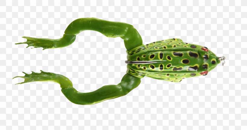 True Frog Fishing Baits & Lures Topwater Fishing Lure Northern Pike, PNG, 3600x1908px, Frog, Amphibian, Angling, Bait, Fishing Download Free