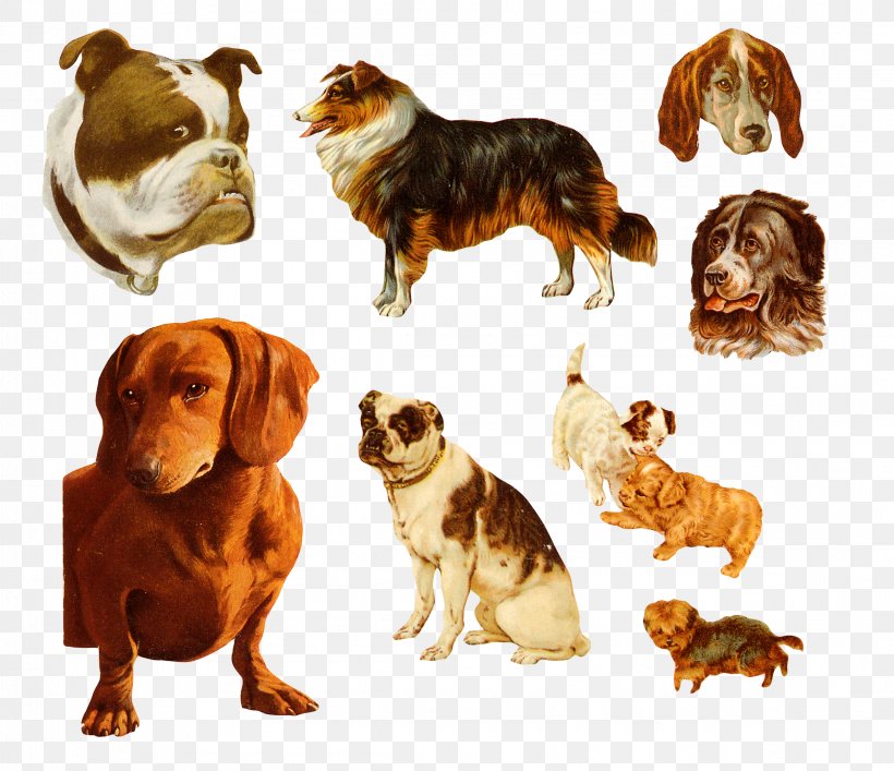 Dachshund Bulldog Puppy, PNG, 2314x1997px, Dachshund, Breed, Bulldog, Carnivoran, Collie Download Free