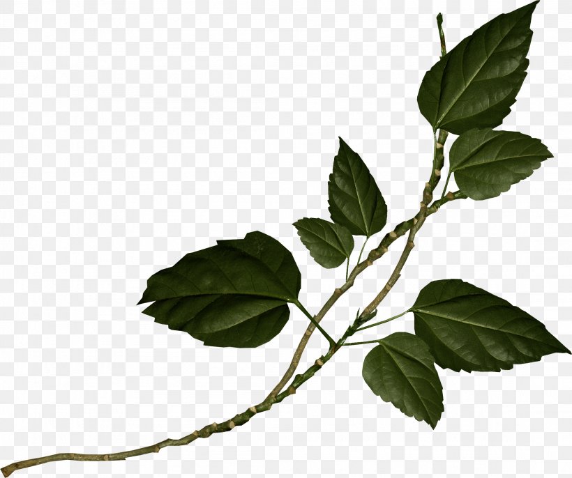 Leaf Clip Art, PNG, 2198x1841px, Leaf, Branch, Flower, Pixel, Plant Download Free