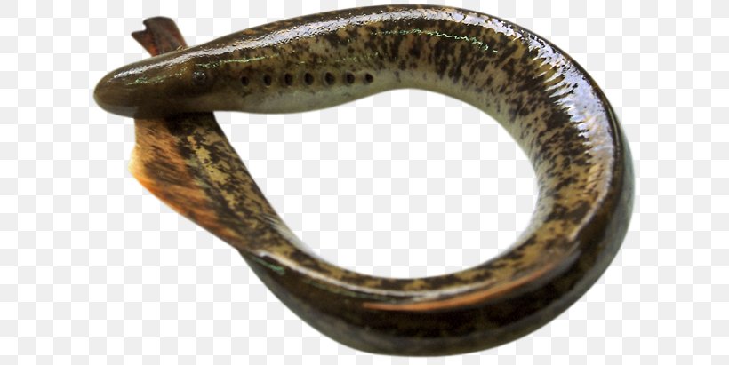 Northern Lampreys European River Lamprey Fish Cyclostomata Sucker, PNG, 620x411px, Fish, Food, Lamprey, Reptile, River Download Free