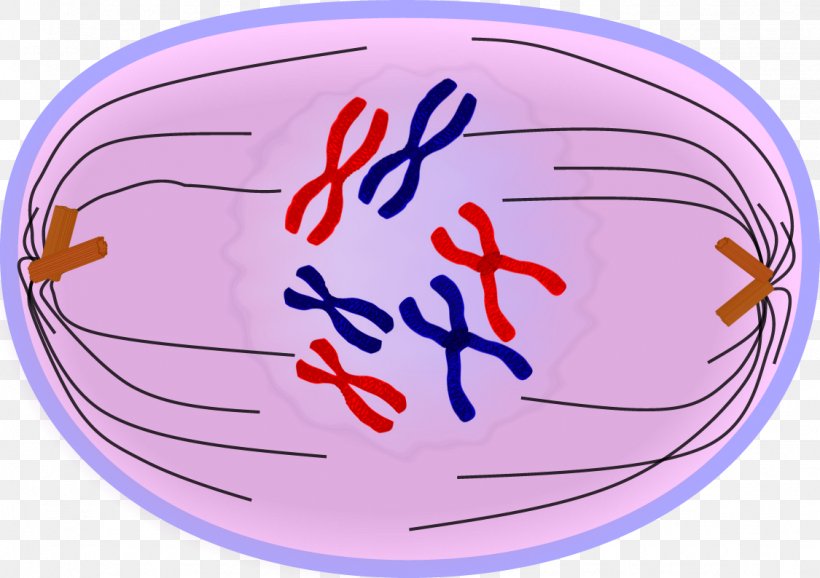 Anaphase Mitosis Telophase Prometaphase Prophase, PNG, 1125x794px, Anaphase, Area, Ball, Cell, Cell Cycle Download Free