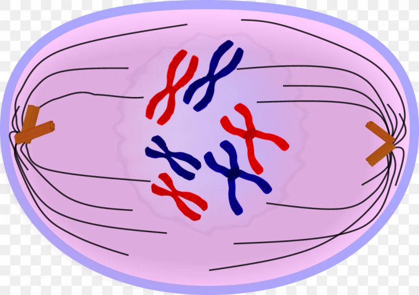 Anaphase Mitosis Telophase Prometaphase Prophase Png 1125x794px