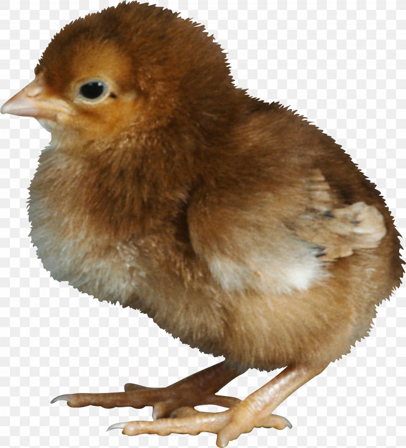 Chicken Kifaranga Clip Art, PNG, 2607x2875px, Chicken, Beak, Bird, Digital Image, Fauna Download Free